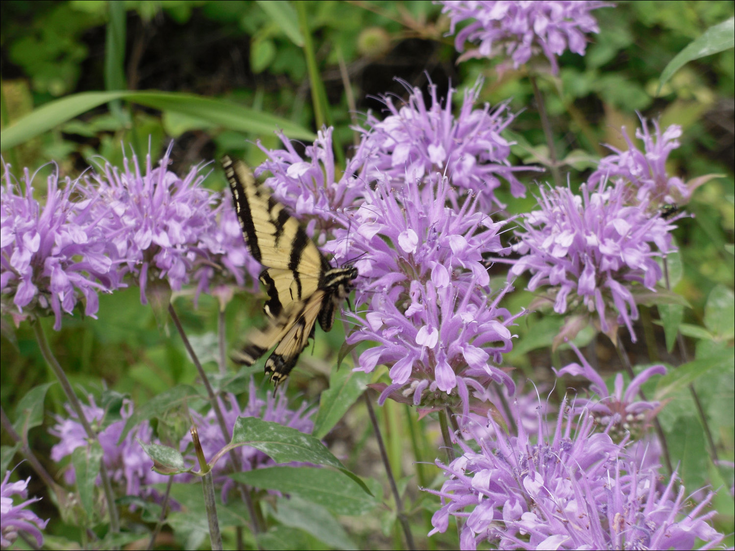 Glacier National Park- Variety of flowers surrounding Lake McDonald Lodge